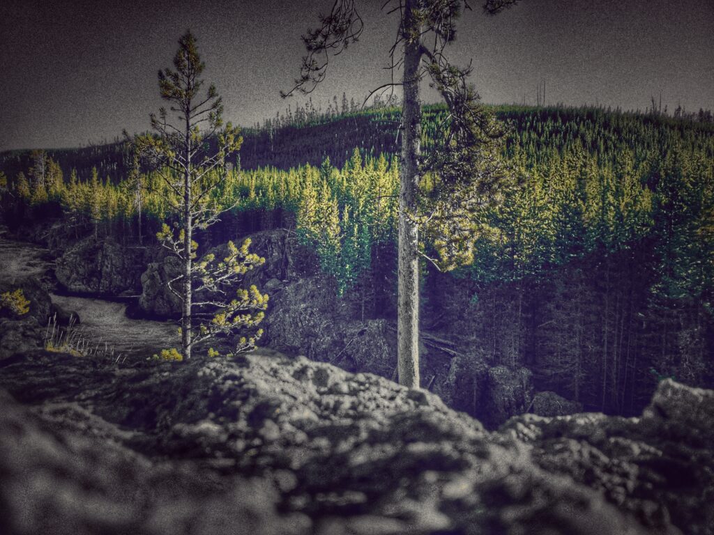 Yellowstone Pine